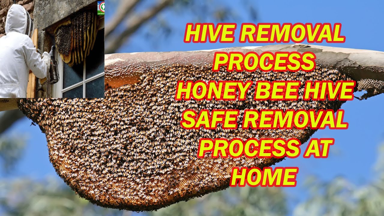 A Closer Look at Bee Hive Removal Companies: What to Expect