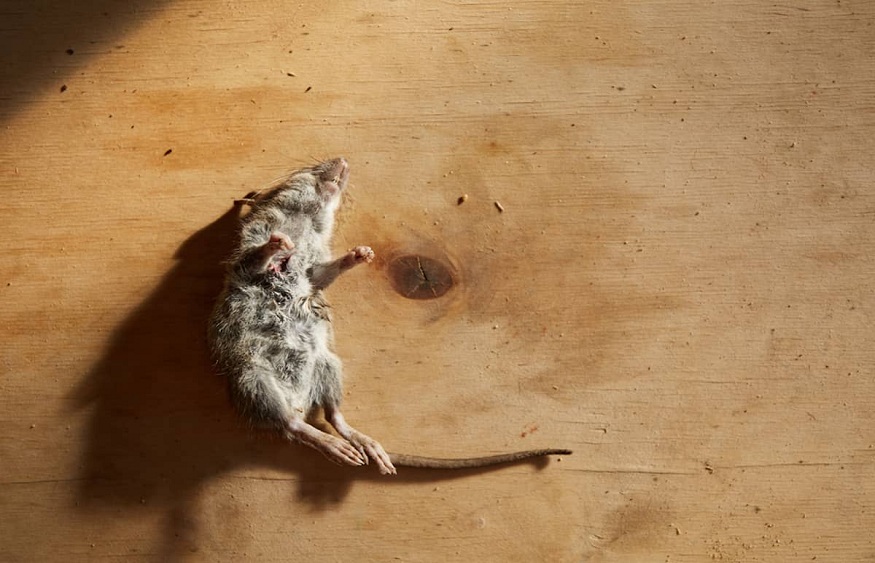 Use These Tips to Prevent Rats and Rodents in Your Home
