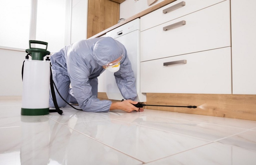How to Figure Out Which Pest Control Service Is Right For You?