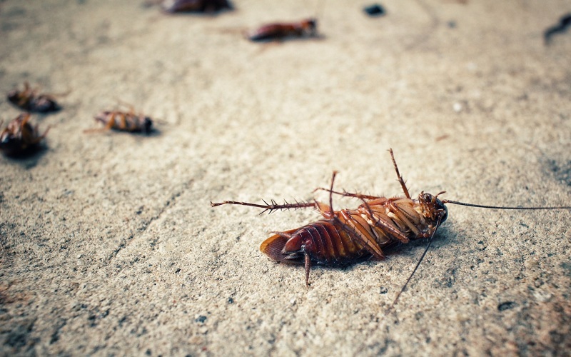 What are the Severe Health Implications of Cockroach Attacks in Your House?