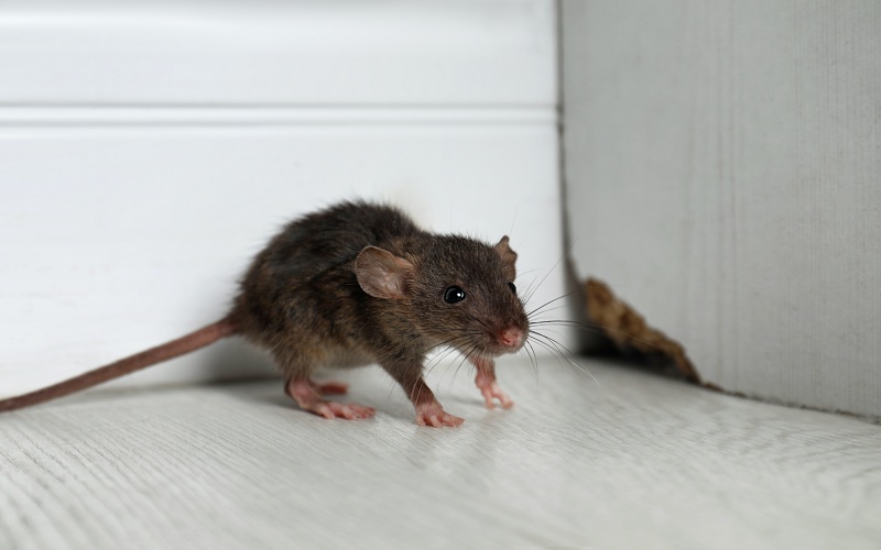 Rat Control Brisbane: A Boon for Your Family Health & Safety