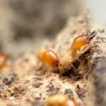 Commercial Termite Control