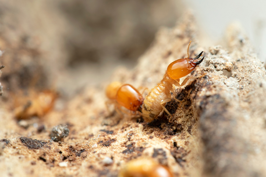 Commercial Termite Control